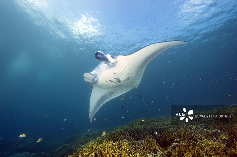 珊瑚礁中蝠鲼与清洁鱼共生行为图片素材