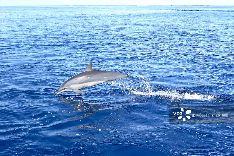 太平洋长吻原海豚跃出水面图片素材
