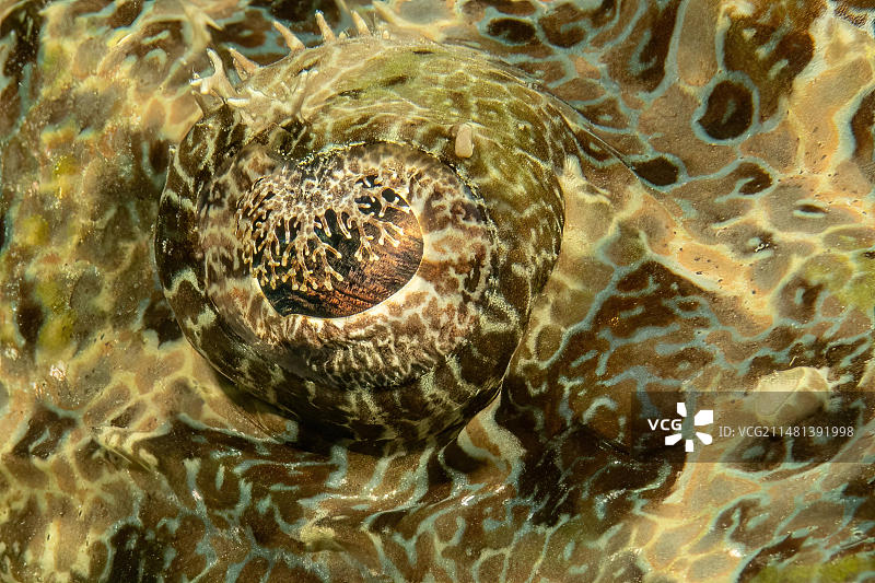 鳄鱼鱼(Papilloculiceps longiceps)的眼睛和眼睑的特写镜头,太平洋,加罗林群岛,雅浦岛,雅浦州,FSM,密克罗尼西亚联邦,澳大利亚,大洋洲图片素材