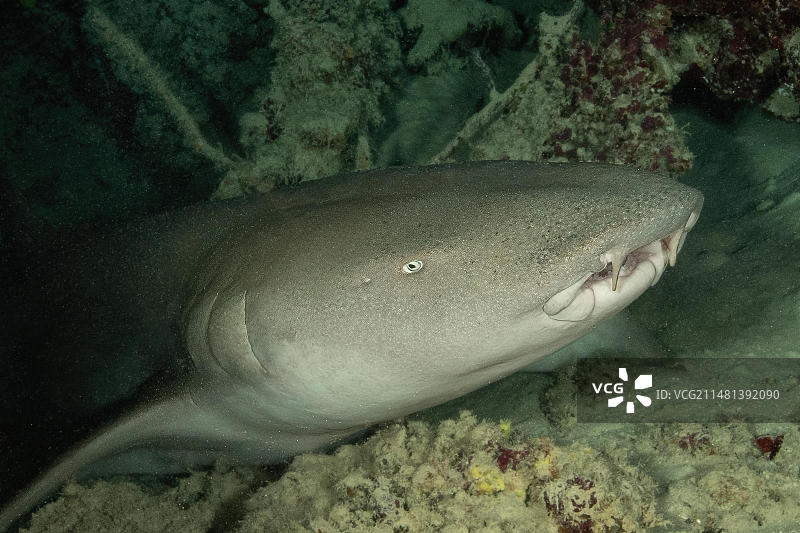 加罗林群岛雅浦岛太平洋中，护士鲨（锈色海鲶）头部在小洞穴中的特写图片素材