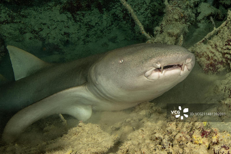 加罗林群岛雅浦岛附近洞穴中的护士鲨特写图片素材
