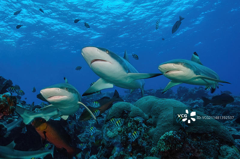 三条礁鲨与两条黑鳍礁鲨在珊瑚礁中图片素材