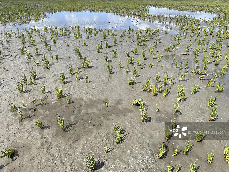 欧洲海葵(盐角藻聚集体)，食用植物，野菜，瓦登海，低潮，国家公园，联合国教科文组织世界遗产，苏德代希，沃勒维克，托宁，北弗里斯兰，石勒苏益格-荷尔斯泰因，德国，欧洲图片素材