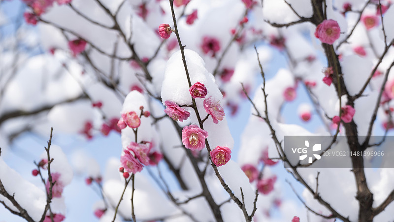 春季粉红樱花特写图片素材