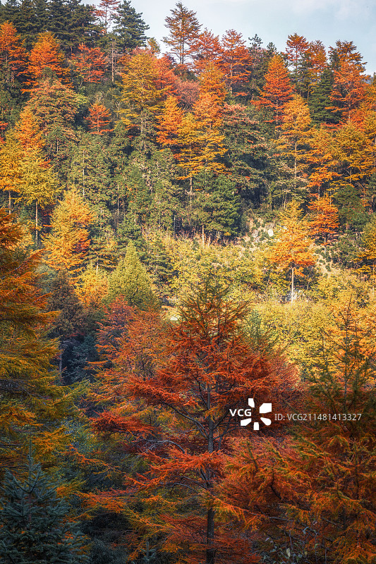 湖州中国金钱松森林公园的秋色之美图片素材