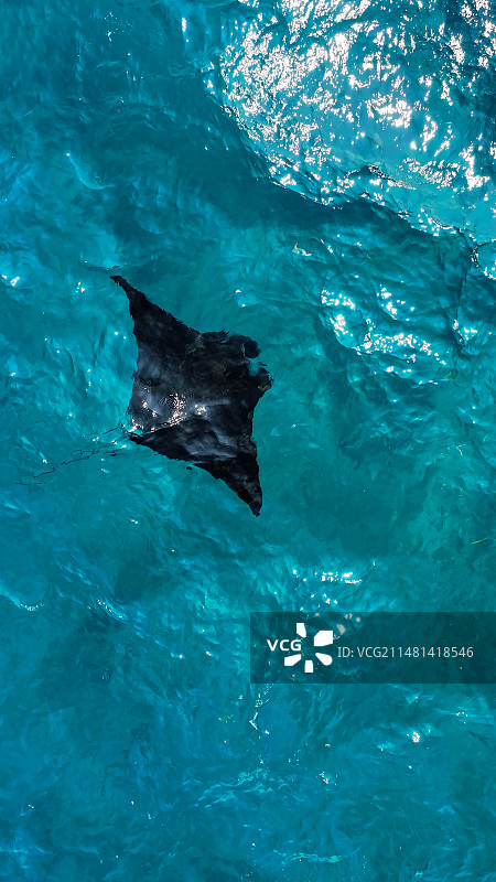 海洋中游弋的野生魔鬼鱼图片素材