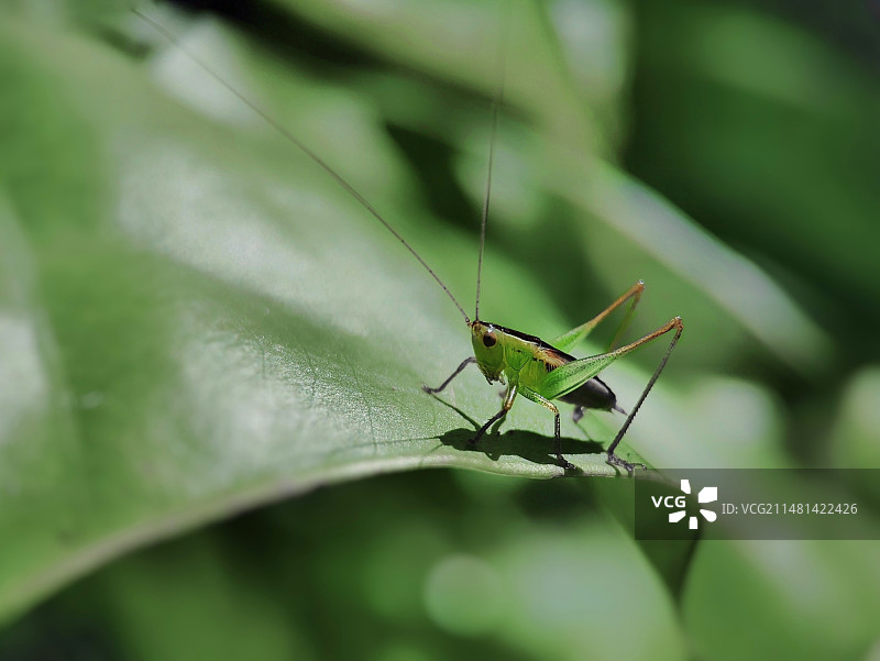 螽斯图片素材