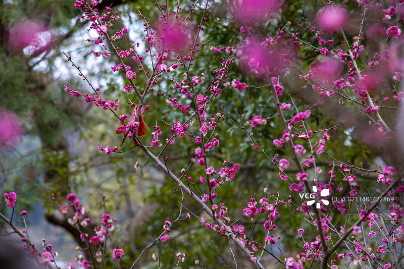 九江梅花-湖口县石钟山图片素材