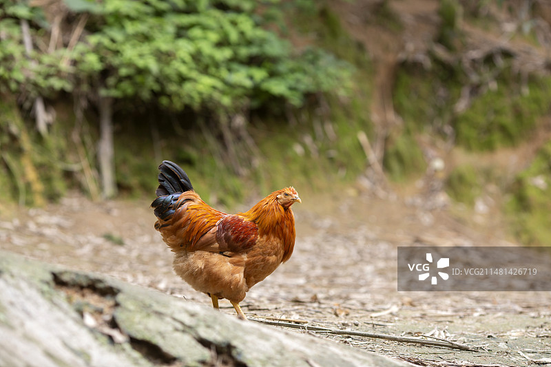 户外拍摄竹林山地养殖河田鸡图片素材