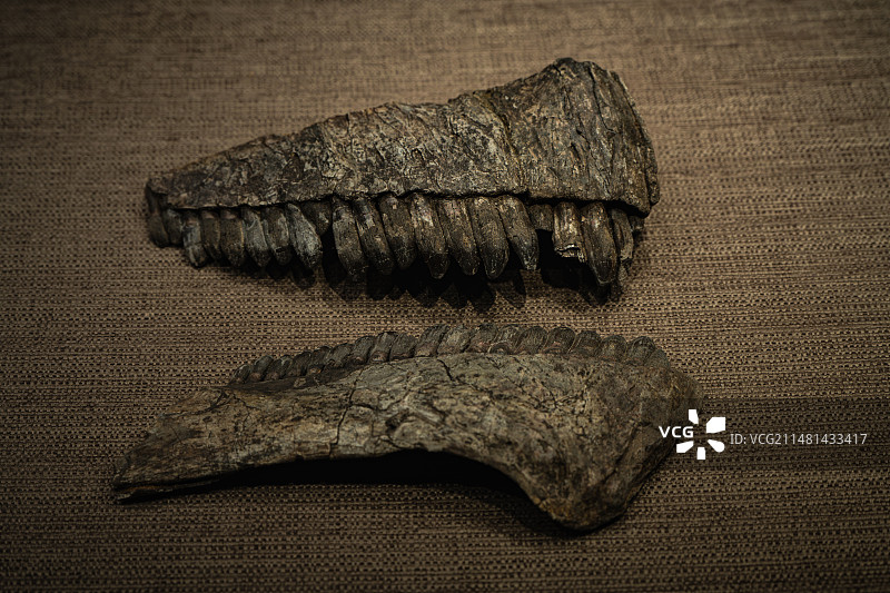 杨氏马门溪龙下颚骨图片素材