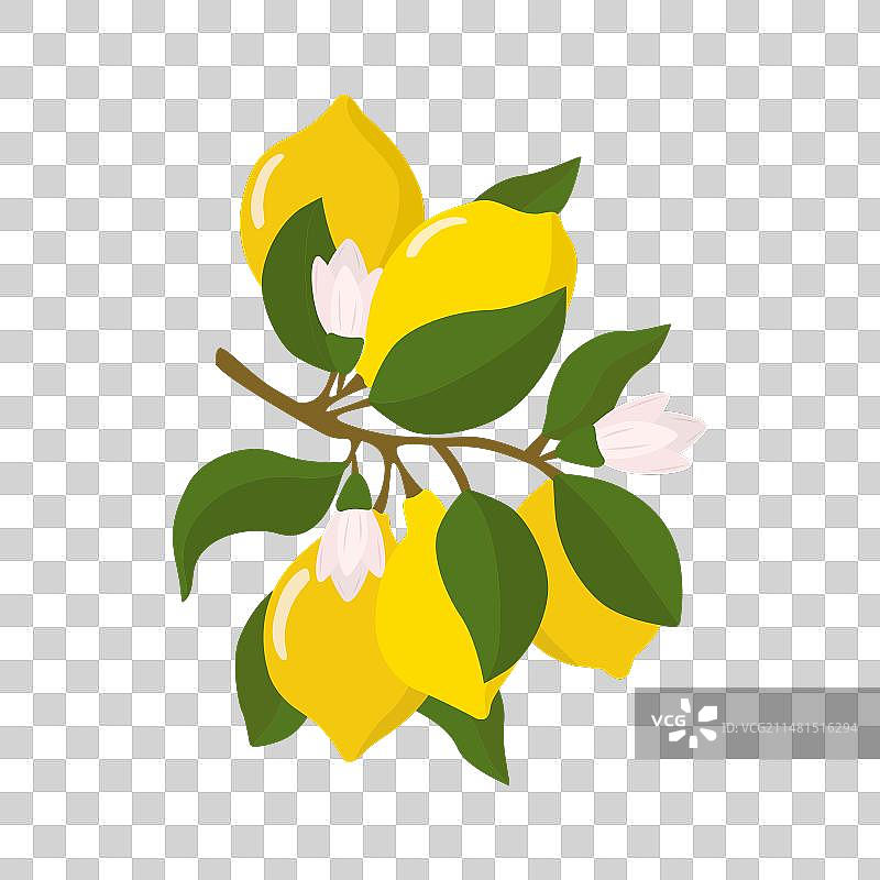 扁平风格的柠檬枝与柠檬果图片素材