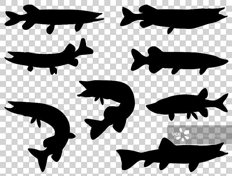 白斑狗鱼鱼剪影艺术图片素材