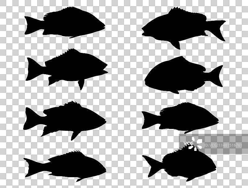 鲷鱼剪影艺术图片素材