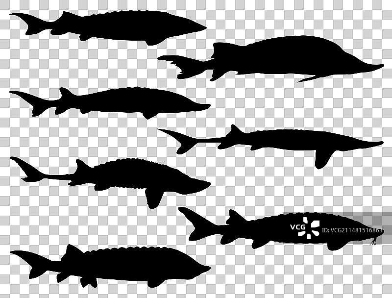 鲟鱼剪影艺术图片素材