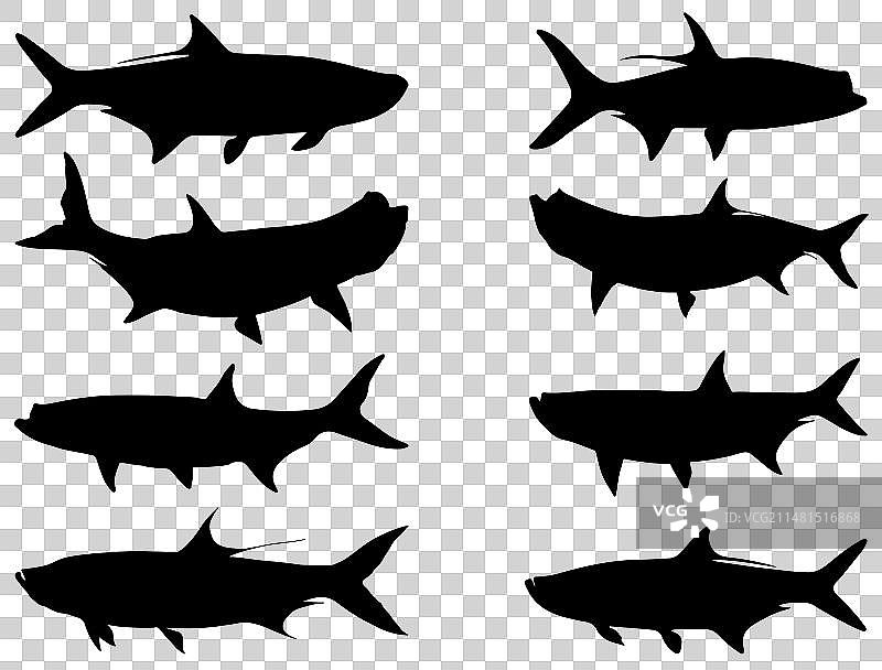 海鲢鱼剪影艺术图片素材