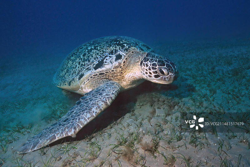 红海浅湾绿海龟捕食海草图片素材