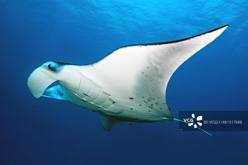 蝠鲼：远洋鬼蝠在太平洋的蓝色海水中畅游图片素材