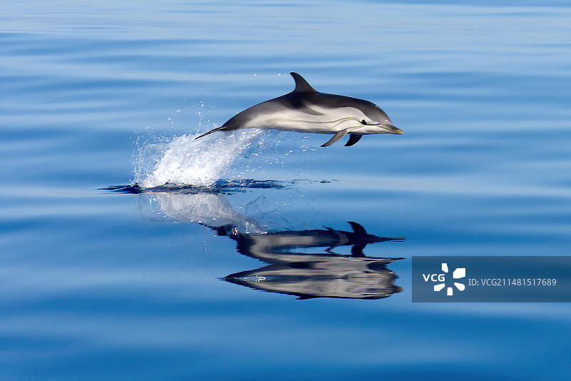 太平洋海豚（长吻原海豚）跃出水面图片素材