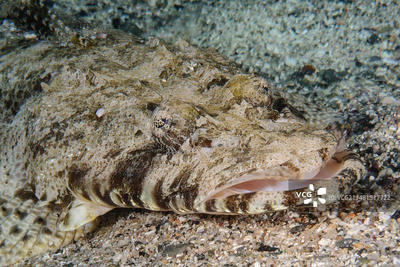 鳄鱼鱼头部和嘴部特写，太平洋雅浦岛图片素材
