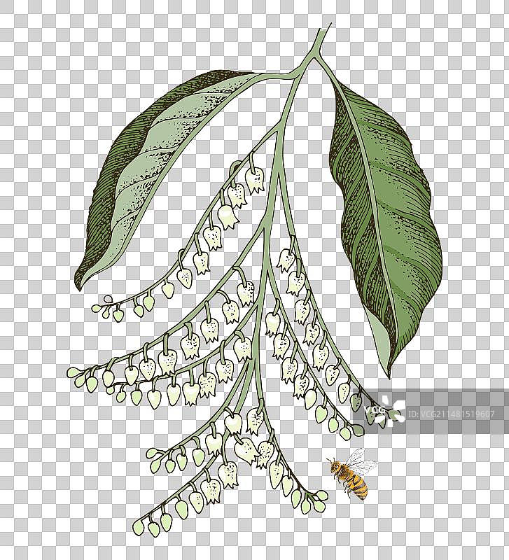 盛开的酸木树枝与蜜蜂图片素材