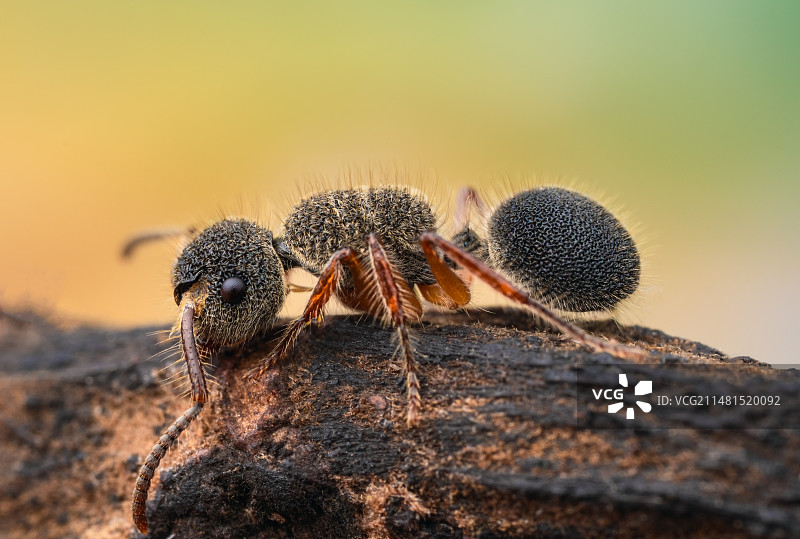 《海胆蚁》图片素材