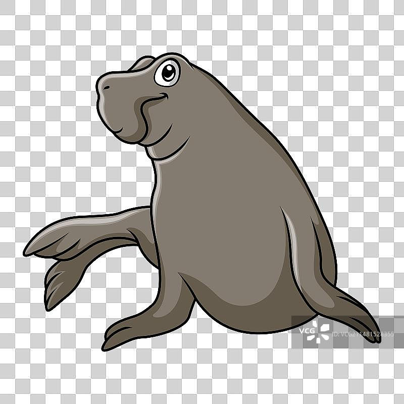 放松的滑稽象海豹图片素材