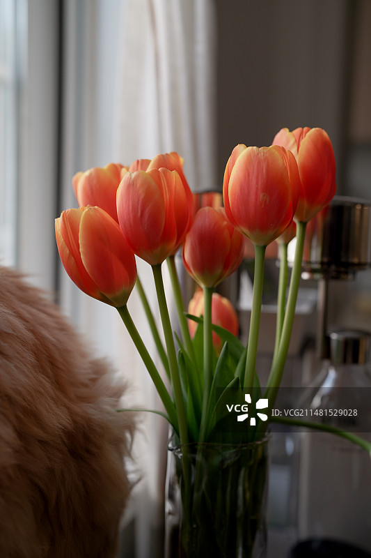 橙色小王子郁金香图片素材