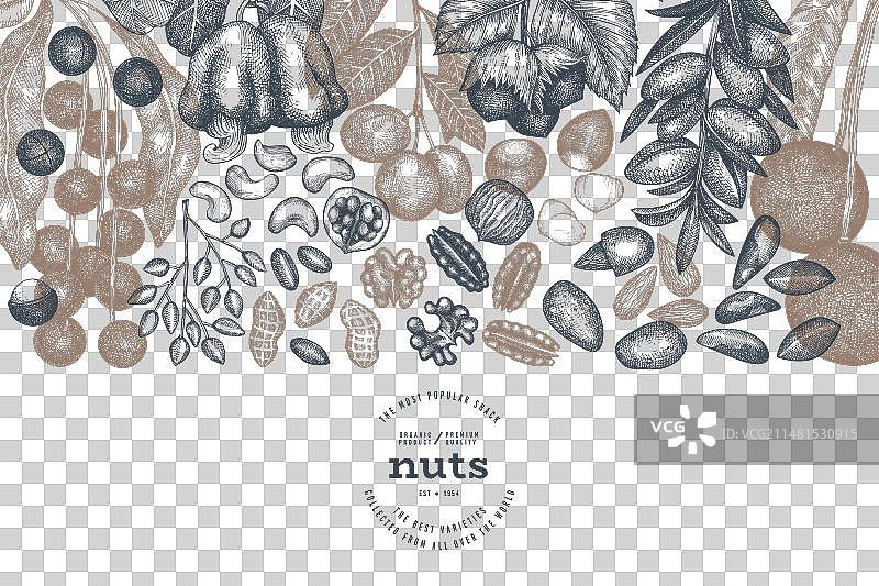 手绘坚果树枝和果仁模板图片素材