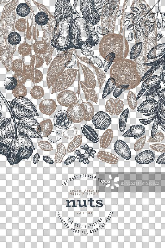 手绘坚果树枝和果仁模板图片素材