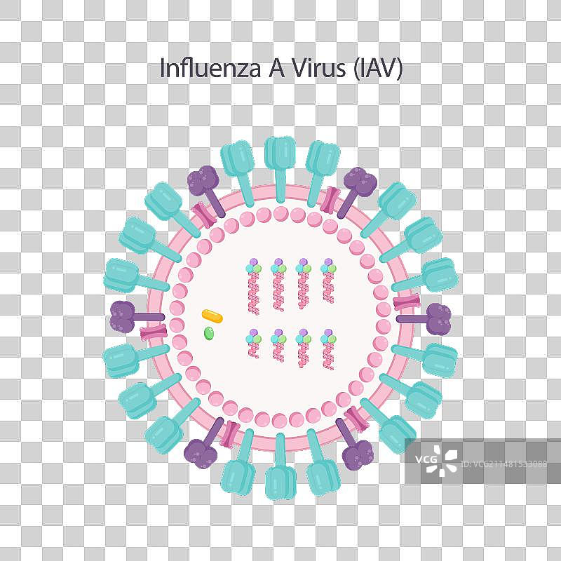 甲型流感病毒IAV科学图片素材