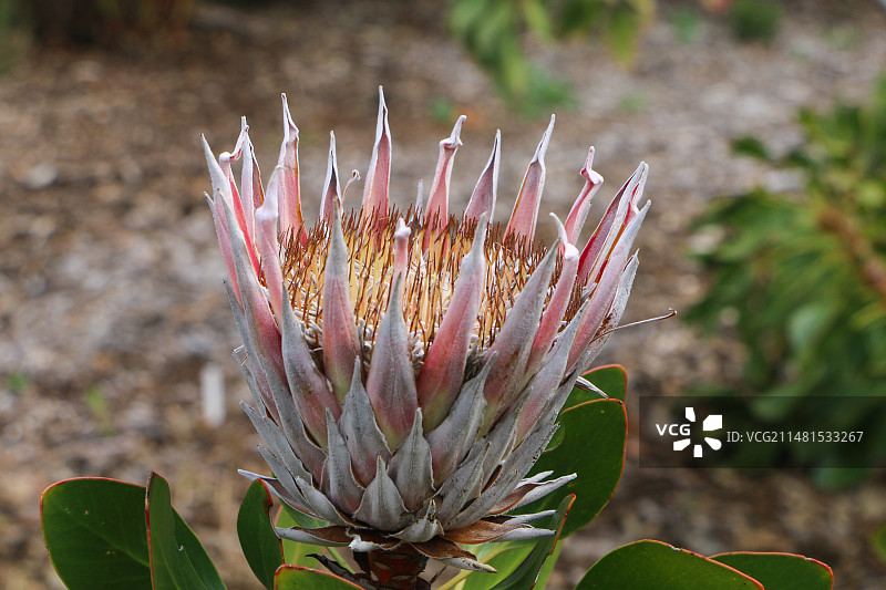 南非帝王花图片素材