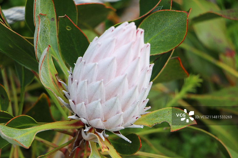 南非帝王花图片素材