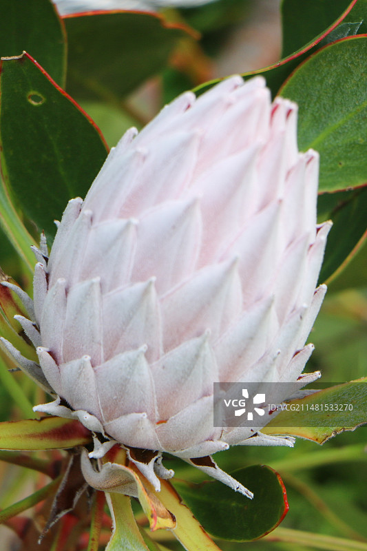 南非帝王花图片素材