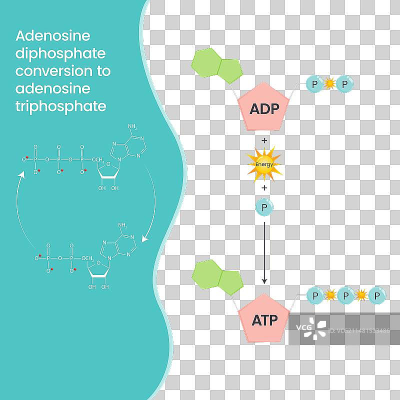 ADP到ATP简易图图片素材