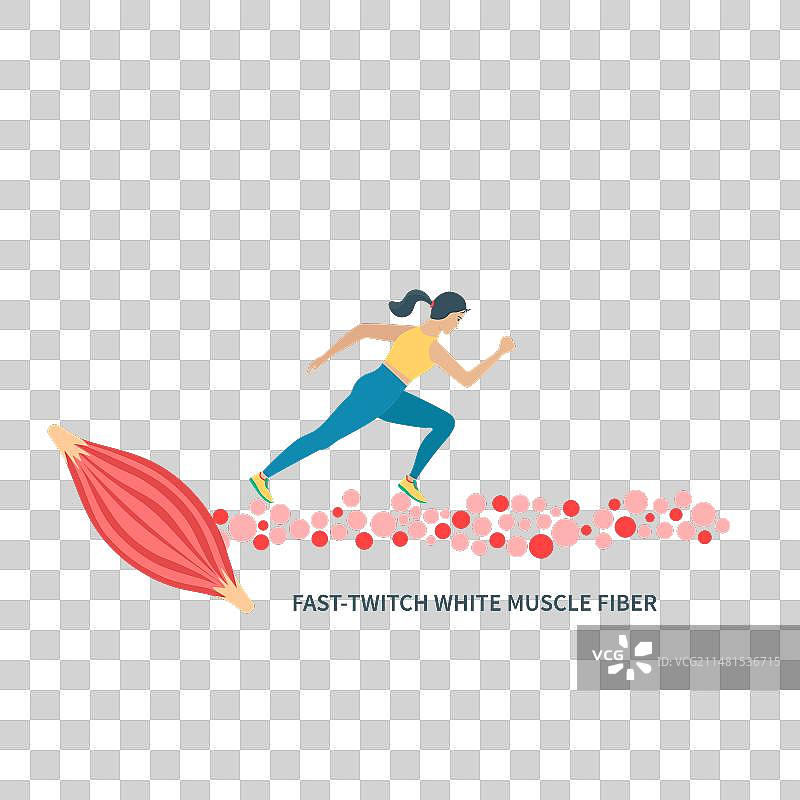 快速抽搐白色肌肉纤维类型图片素材