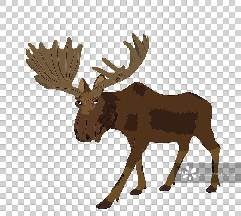 白色背景上的孤立麋鹿图片素材