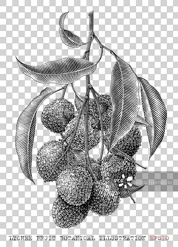 荔枝水果植物复古雕刻风格图片素材