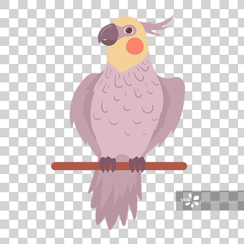 卡通五彩葵花鹦鹉图片素材