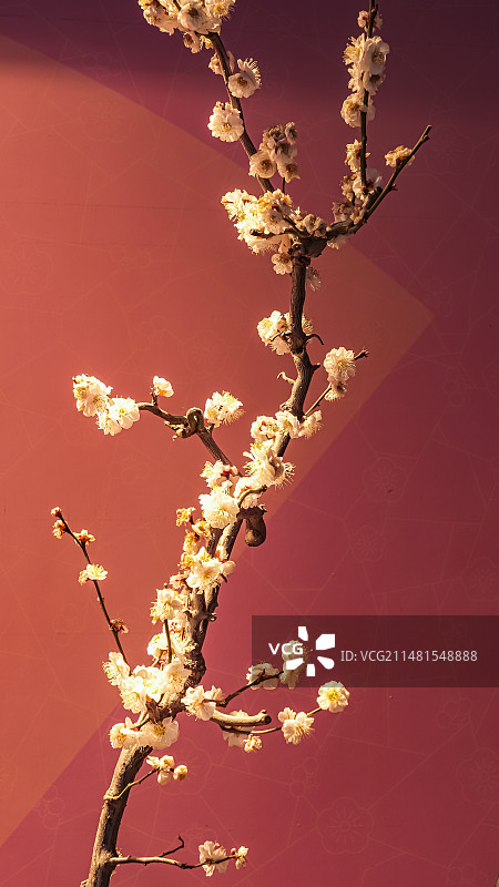 一枝梅花、梅花盆景图片素材