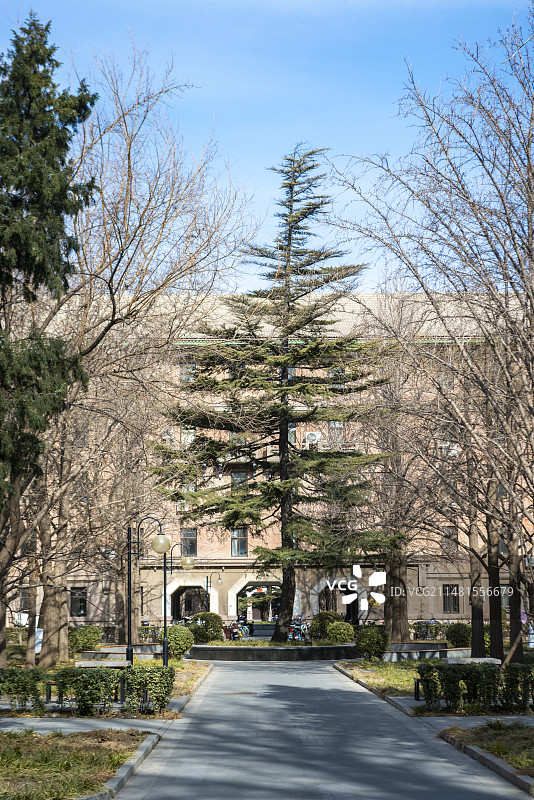 清华大学教学楼外柏树图片素材