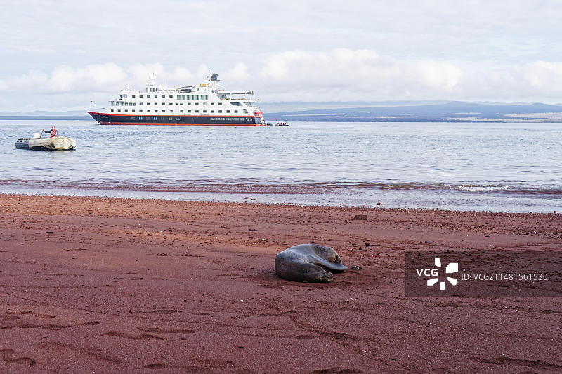 加拉帕戈斯海狮在海滩上，拉比达岛附近的圣克鲁斯II号游轮图片素材