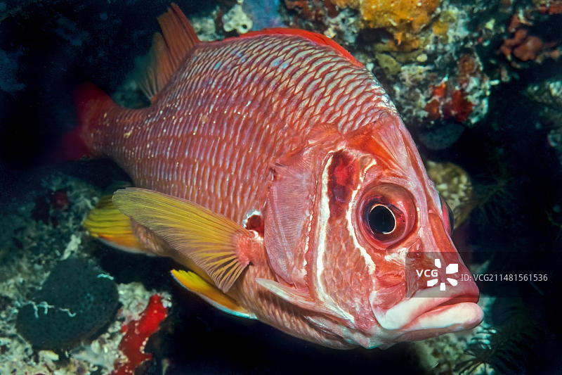 红海大棘鲷半身像特写图片素材