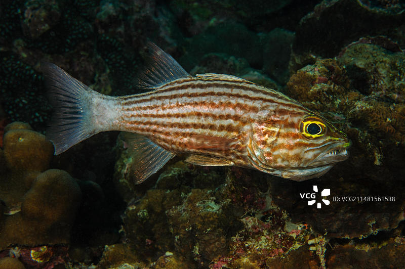 印度洋毛里求斯的大齿天竺鲷侧面图片素材