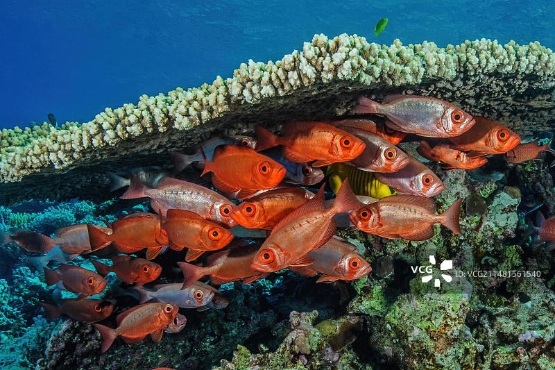 小群大眼鲷躲藏在珊瑚礁下（红海，埃及）图片素材
