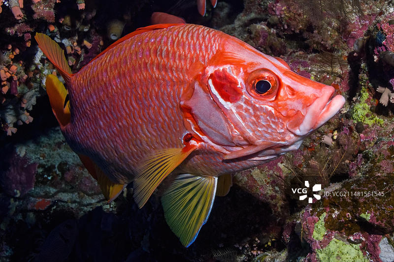 大棘金鳞鱼特写，红海，埃及，非洲图片素材