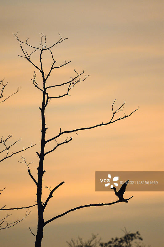 鸬鹚，在晨空前的一棵枯树上的成年鸟，德国北莱茵-威斯特法伦州鲁尔区博特罗普图片素材
