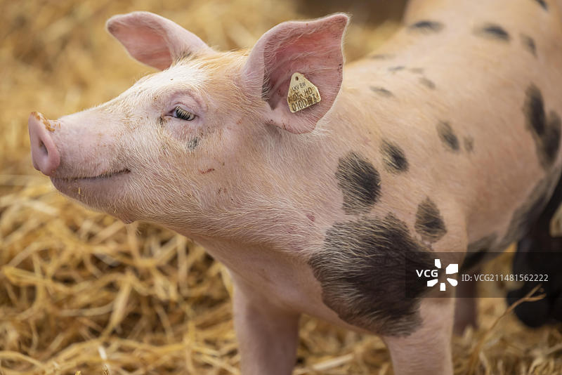 符合物种的饲养方式：德国巴登-符腾堡斯图加特的育肥场中的猪图片素材