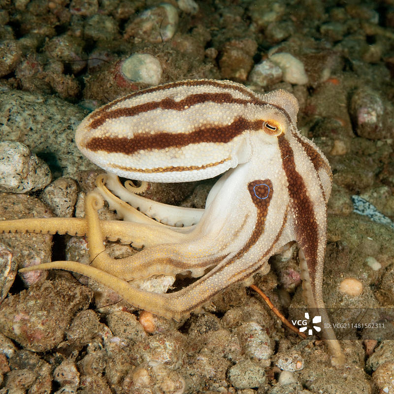 蓝环章鱼：菲律宾Negros岛Dauin海域岩石海底的条纹图案图片素材