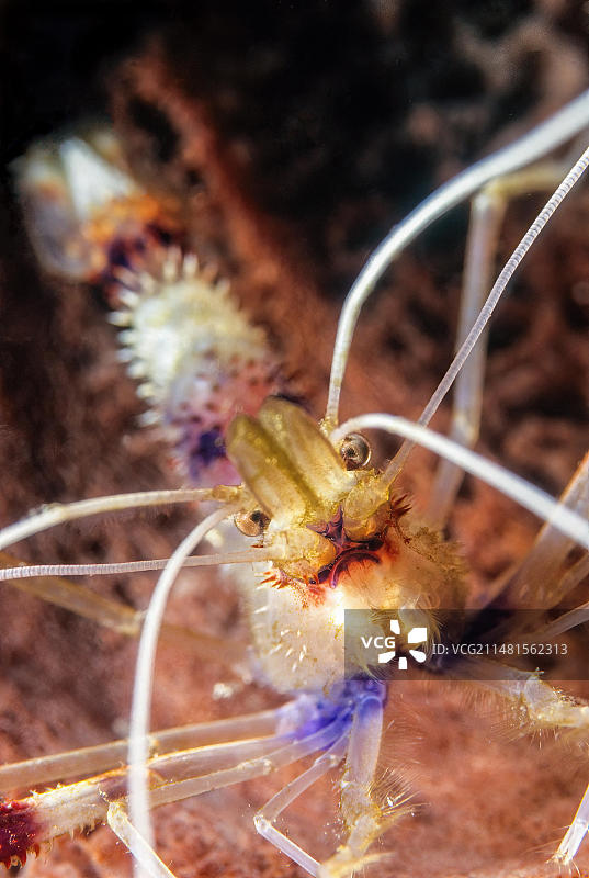 加勒比海红白清洁虾特写图片素材