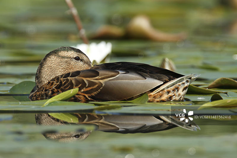 绿头鸭，栖息于睡莲间的佩内河谷，德国梅克伦堡-前波美拉尼亚图片素材